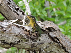 Anolis bimaculatus