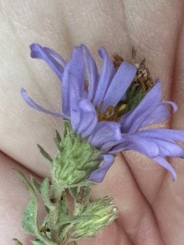 Symphyotrichum campestre, photograph 6
