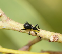 Rhynolaccus formicarius