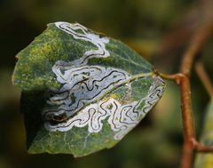 Phyllocnistis labyrinthella