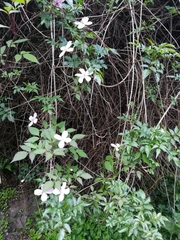 Clematis montana