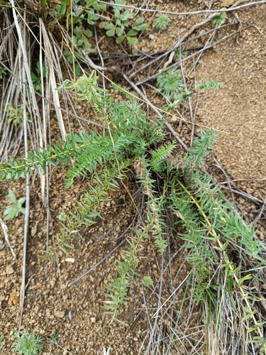 Dense leaf Crazyweed (Oxytropis myriophylla)