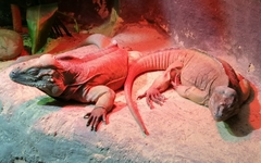 Cyclura