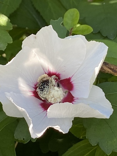 common hibiscus