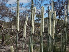 Xanthorrhoea caespitosa