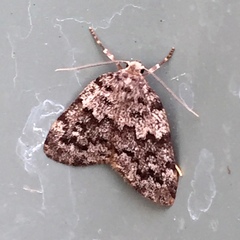 Lepidoptera