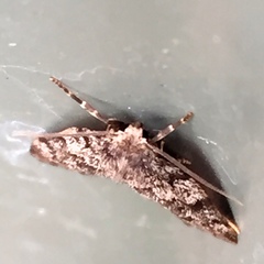 Lepidoptera