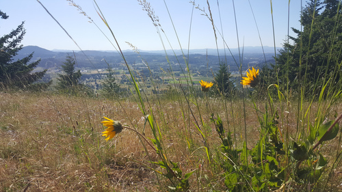 Narrowleaf mule ears