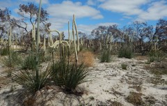 Xanthorrhoea caespitosa