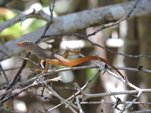 Schwartz' Anole
