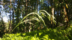 Agrostis hallii