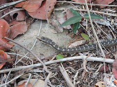 Alsophis rufiventris