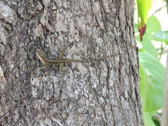 Anolis bimaculatus