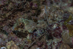 Synchiropus morrisoni