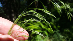 Agrostis hallii