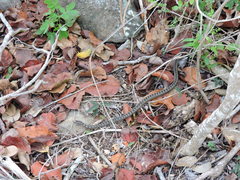 Alsophis rufiventris