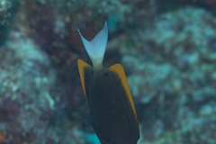 Ctenochaetus tominiensis