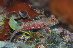 Synchiropus morrisoni