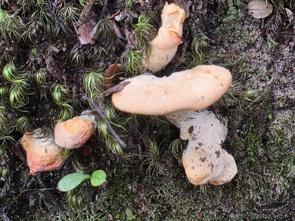 Hydnum crocidens · August 2025 · photo: © nicnation (iNaturalist, cc-by)
