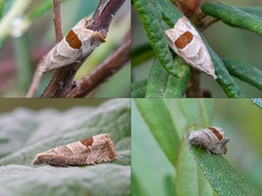 Notocelia uddmanniana