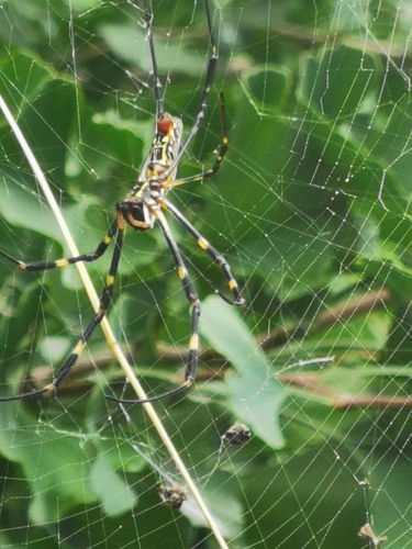 Joro Spider