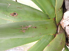 Anolis bimaculatus