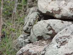 Anolis bimaculatus