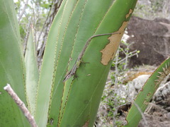 Anolis bimaculatus