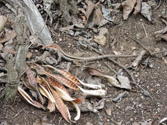 Pholidoscelis erythrocephalus