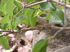 Anolis schwartzi