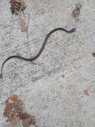 Central American Indigo Snake (Drymarchon melanurus)