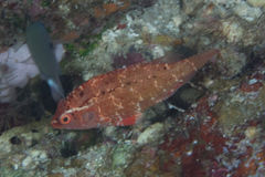 Pteragogus cryptus