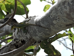Anolis bimaculatus