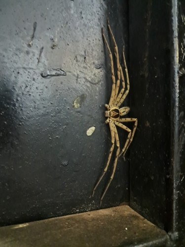 Pantropical Huntsman Spider