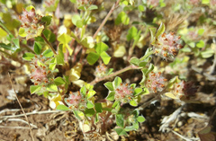 Trifolium striatum