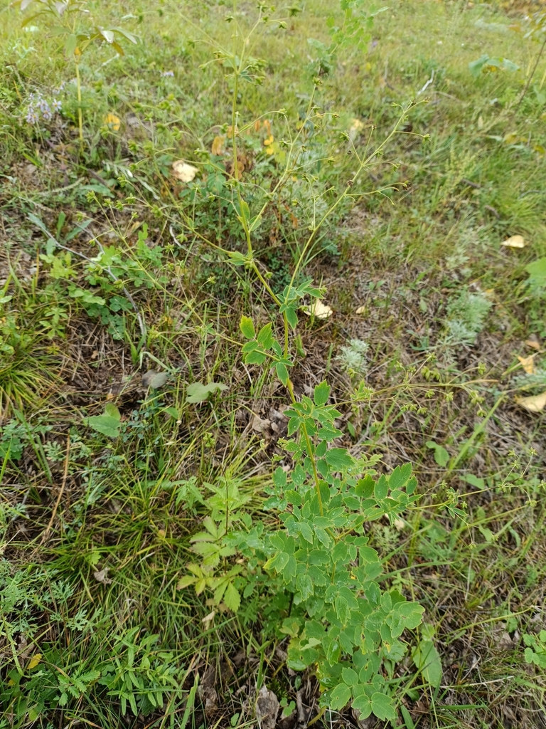 Thalictrum squarrosum; photograph Святослав Власенко, CC BY, iNaturalist via GBIF