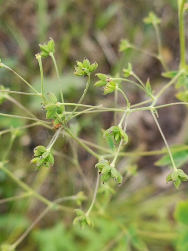 Thalictrum squarrosum, photograph 1