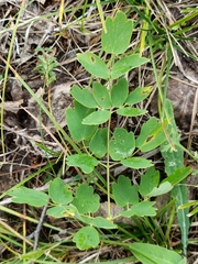 Святослав Власенко, CC BY, iNaturalist via GBIF Thalictrum squarrosum, photograph Святослав Власенко, CC BY, iNaturalist via GBIF