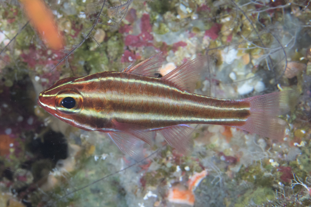 Blackstripe Cardinalfish