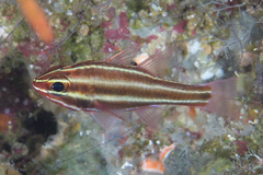 Blackstripe Cardinalfish photo 1