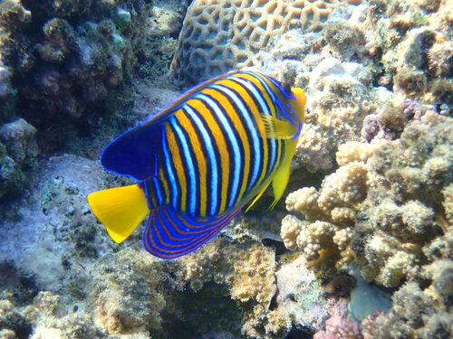 ニシキヤッコ