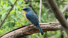 Cyornis tickelliae