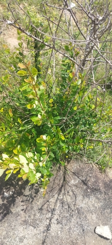 Erythroxylum monogynum, photograph 4