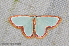 Comostola turgescens