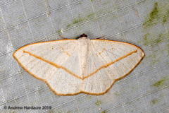 Lomographa luciferata