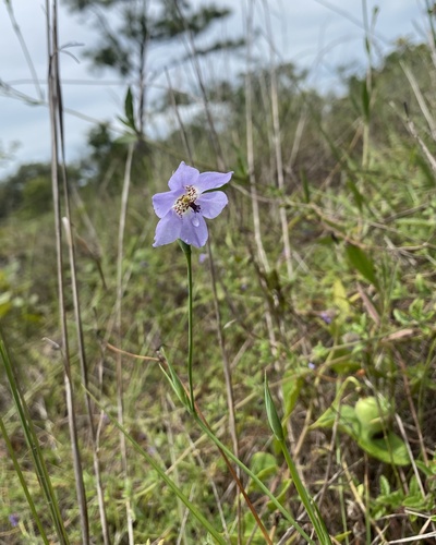 Alophia silvestris (Alophia silvestris)