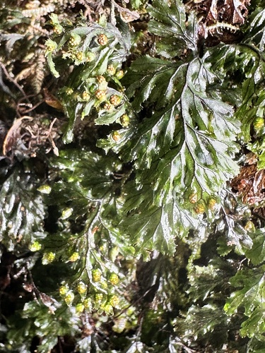 Hymenophyllum barbatum iNat (3)