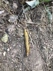 Ariolimax californicus