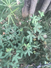 Mimosa pudica