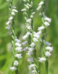Spiranthes australis